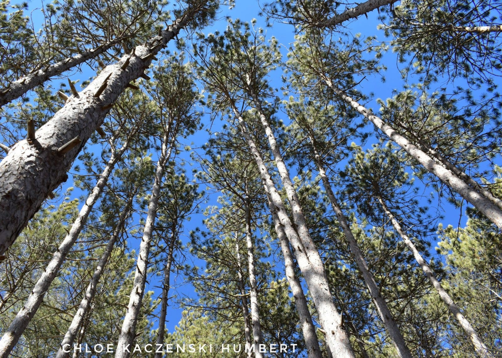 Trees on South Shore loop trail, Lackawanna State Park, Pennsylvania, March 10, 2025. Photo by Chloe Kaczenski Humbert.