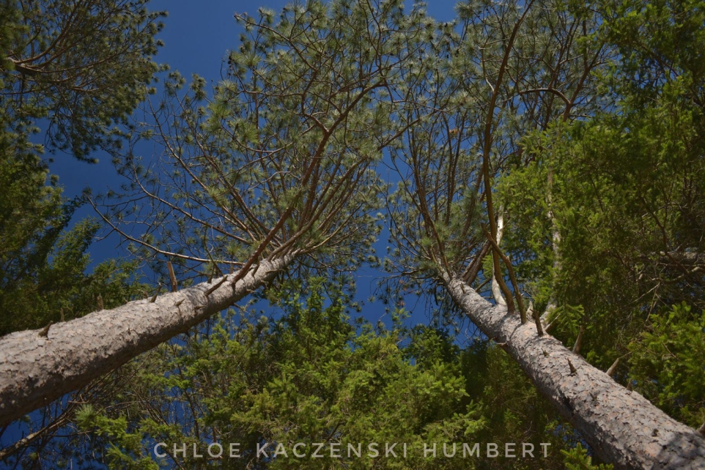 Conservation Island, Promised Land State Park, Pennsylvania. November 7, 2025. Photo by Chloe Kaczenski Humbert.