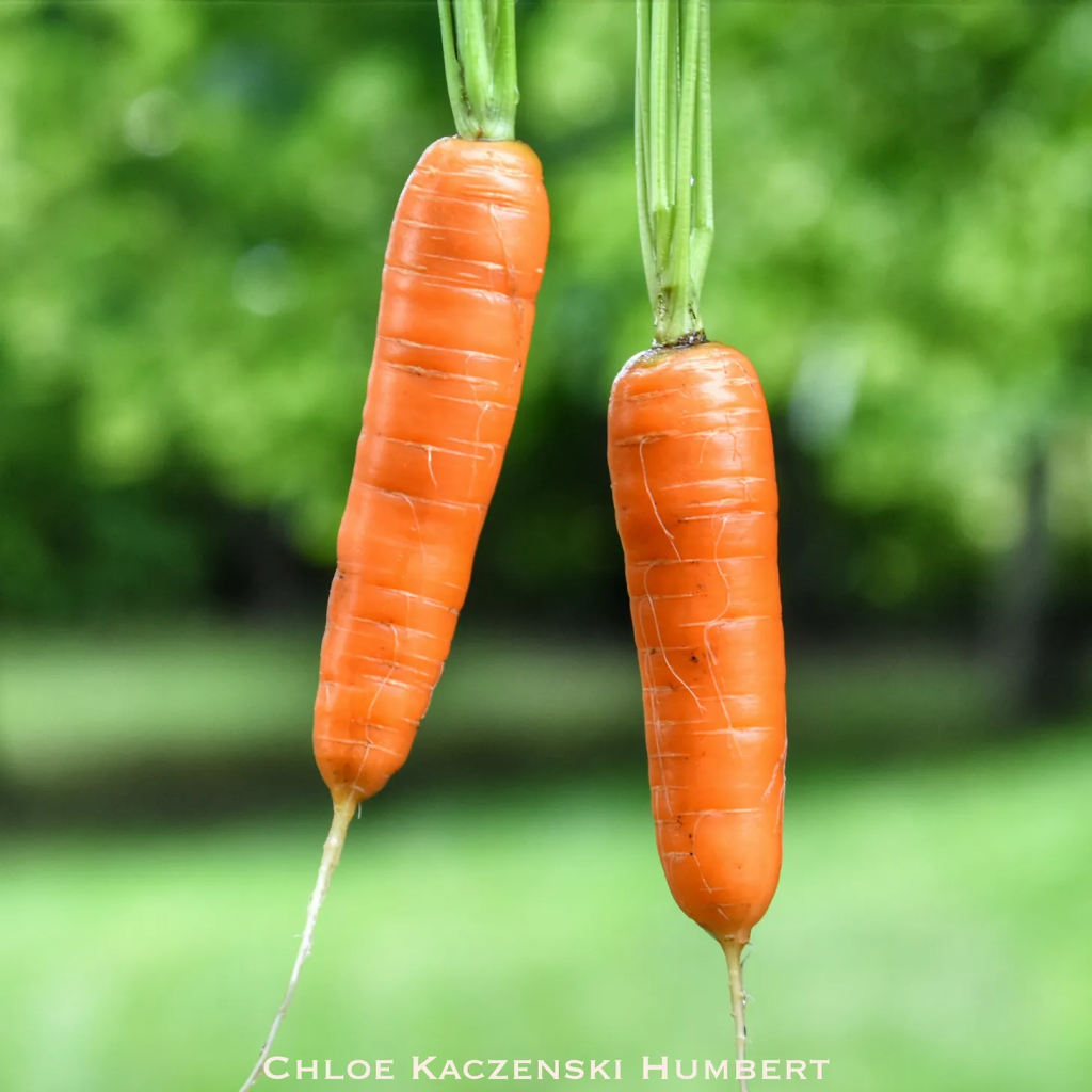 Carrots from the garden, August 28, 2017, photo by chloe kaczenski humbert