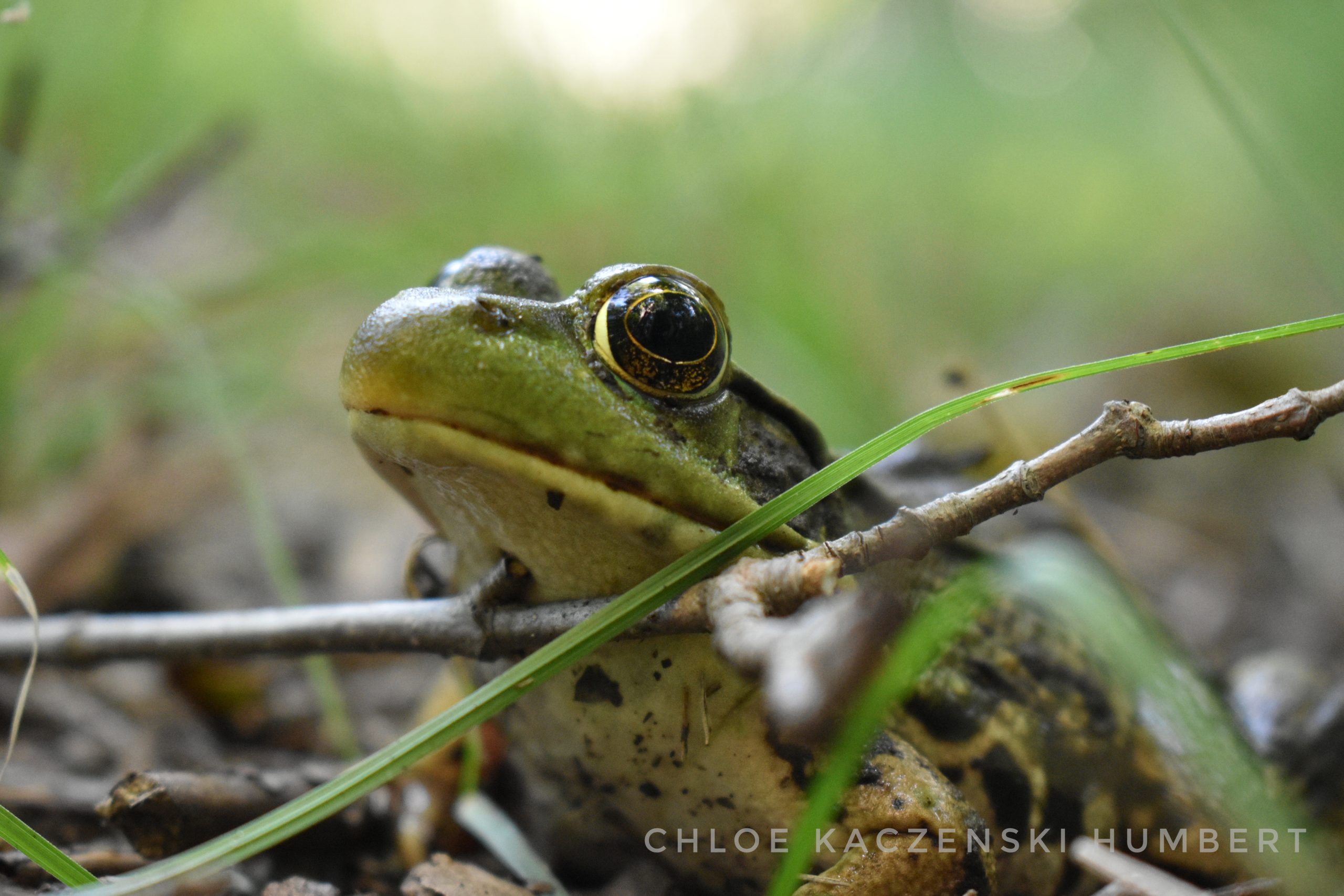 Frog at Varden Conservation Area in Pennsylvania USA.